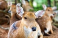 Portrait of a female sika deer. Herd of spotted deer resting in the meadow