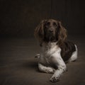 Portrait of a female small munsterlander dog, heidewachtel, lying down on a brown background