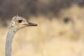 Portrait of a female South African ostrich Royalty Free Stock Photo