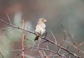 A portrait of a female Spanish sparrow