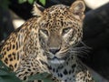 Portrait of female Sri Lanka Leopard, Panthera pardus kotiya Royalty Free Stock Photo