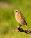 Portrait of a female Stonechat Royalty Free Stock Photo