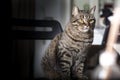 Portrait of a female tabby cat Royalty Free Stock Photo