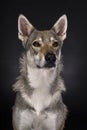Portrait of a female tamaskan hybrid dog on a black background looking at the camera