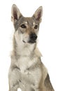 Portrait of a female tamaskan hybrid dog glancing away to the ri Royalty Free Stock Photo