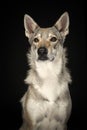 Portrait of a female tamaskan hybrid dog grancing away on a black background Royalty Free Stock Photo