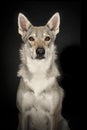 Portrait of a female tamaskan hybrid dog looking at the camera o