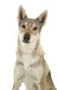 Portrait of a female tamaskan hybrid dog looking at the camera o Royalty Free Stock Photo