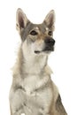 Portrait of a female tamaskan hybrid dog looking up isolated on