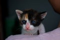 Portrait of a female three-colored cat with blue eye. Kitten head with claws staring.