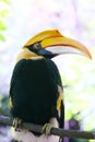 The portrait of a female two horned hornbill