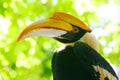 The portrait of a female two horned hornbill