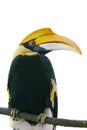 The portrait of a female two horned hornbill in white background