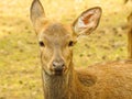 Portrait of a female Ussuri spotted deer.