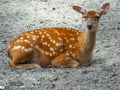 Portrait of a female Ussuri spotted deer.