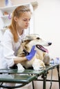 Female veterinarian examining a dog in a vet clinic Royalty Free Stock Photo