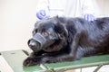 Female veterinarian examining a dog in a vet clinic Royalty Free Stock Photo