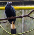 Portrait of a female Visayan hornbill sitting on a branch in the aviary, Big tropical bird from the philippines, Endangered animal