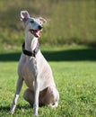 Portrait of a female whippet dog Royalty Free Stock Photo