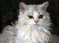 Portrait of female white Selkirk Rex cat Royalty Free Stock Photo