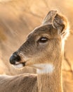 Portrait of a female white-tailed deer, backlit with golden sunlight - Fire Island New York