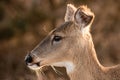 Portrait of a female white-tailed deer with golden sunlight illuminating her hair - Fire Island New York