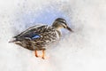 Portrait of a female wild duck, watercolor painting. Bird illustration Royalty Free Stock Photo