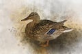 Portrait of a female wild duck, watercolor painting. Bird illustration Royalty Free Stock Photo