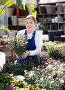 Portrait of female worker while gardening with clavell in pots in greenhouse