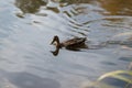 Portrait of a females of duck on the water Royalty Free Stock Photo