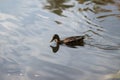 Portrait of a females of duck on the water Royalty Free Stock Photo