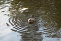 Portrait of a females of duck on the water Royalty Free Stock Photo