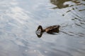 Portrait of a females of duck on the water Royalty Free Stock Photo