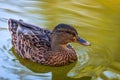 Portrait of a females of duck on the water Royalty Free Stock Photo