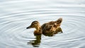 Portrait of a females of duck on the water Royalty Free Stock Photo