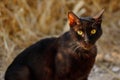 Portrait of feral black-brown cat in the countryside