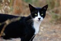 Portrait of feral black-white cat in the countryside Royalty Free Stock Photo