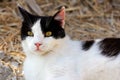 Portrait of feral black-white cat in the countryside