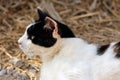 Portrait of feral black-white cat in the countryside Royalty Free Stock Photo