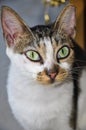 Portrait of feral cat with big green eyes and one clipped ear