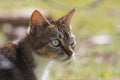 Portrait of a feral cat with a suspicios stare Royalty Free Stock Photo