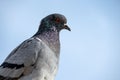 Portrait of a a Feral pigeon against blue sky