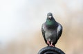 Portrait of a Feral pigeon perched on a metal bench in a park