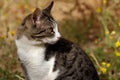 Portrait of feral white-brown striped cat in the countryside