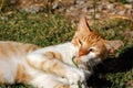 Portrait of feral white-orange young cat in the countryside