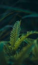 a portrait of fern wild plants that have unique shapes and textures as well as various types Royalty Free Stock Photo