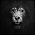 Portrait of a ferocious angry lion, lord of the jungle in black and white. Royalty Free Stock Photo