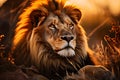 Portrait of large male lion king in African savannah