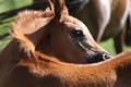 Portrait of a few weeks old chestnut arabian foal Royalty Free Stock Photo