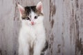 Portrait of few weeks old white-tabby kitten on white wooden background Royalty Free Stock Photo